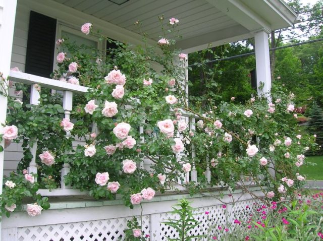 Как расположить плетистые розы в ландшафтном дизайне дачного участка 